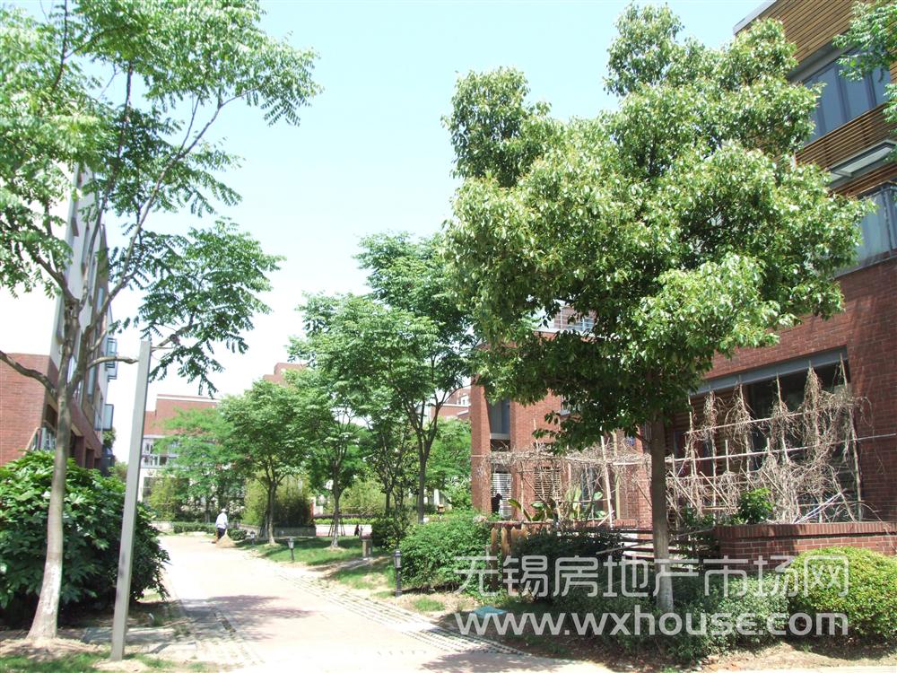 小区绿化      